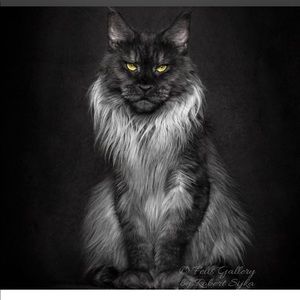 Meet your Posher, Troy